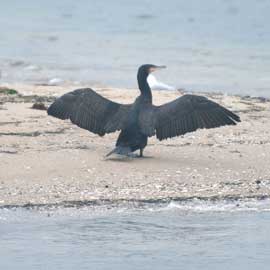 cormorant