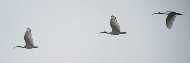 ibis