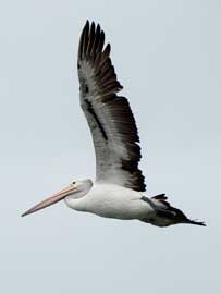 pelican