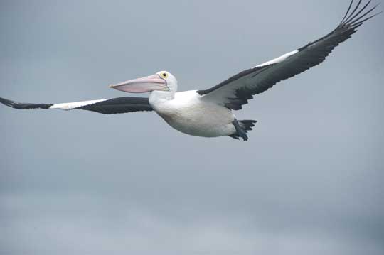 pelican
