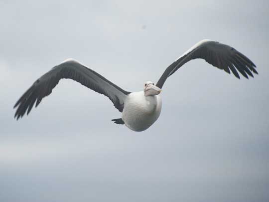 pelican