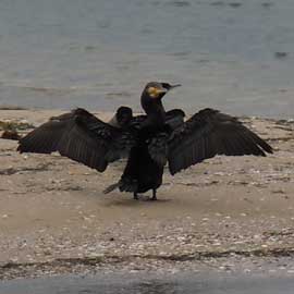 cormorant