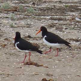 oyster catchers
