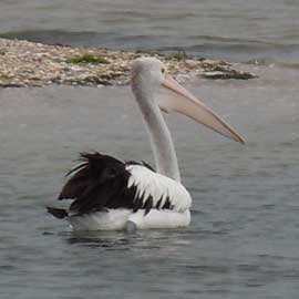 pelican