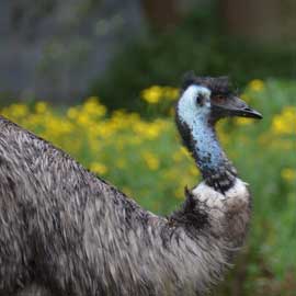 emu