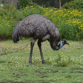 emu