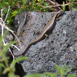 skink