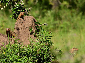 dwarf mongoose