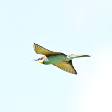 Bee Eater