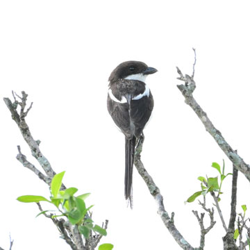 Shrike