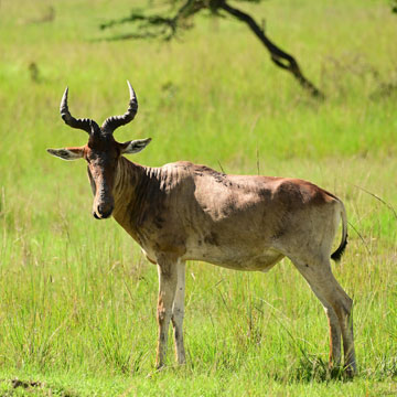 hartebeest