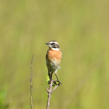 whinchat