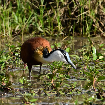jacana