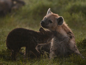 hyena