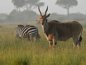 eland