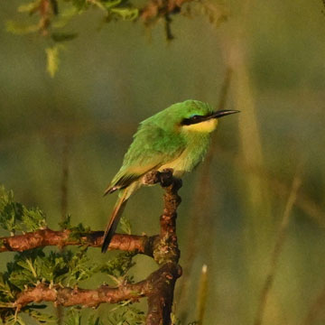 bee eater