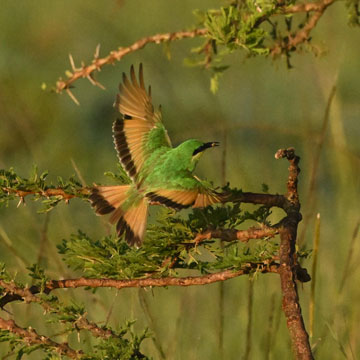 bee eater