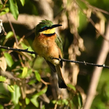 bee eater
