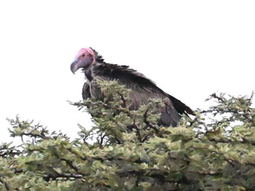 vulture