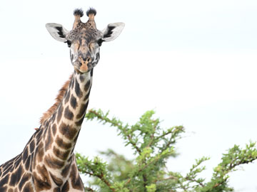 giraffe
