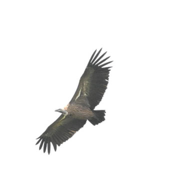 vulture