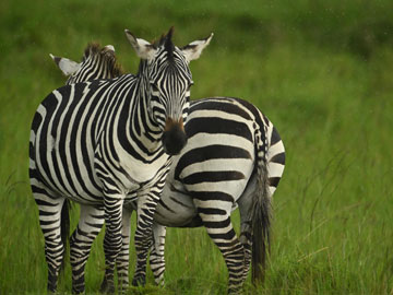 zebra
