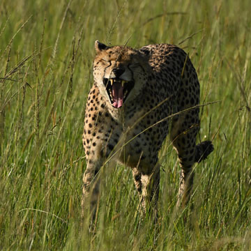 cheetah