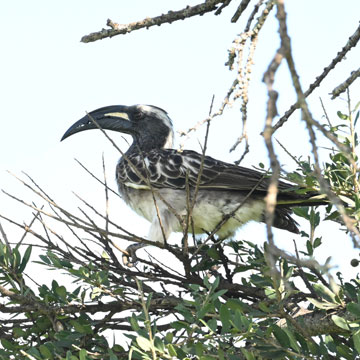 hornbill