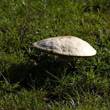 mushroom