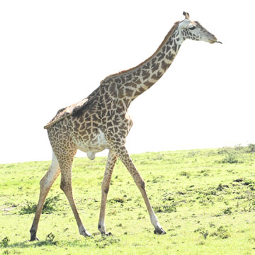 giraffe