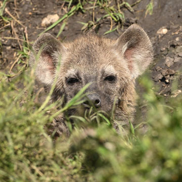hyena cub