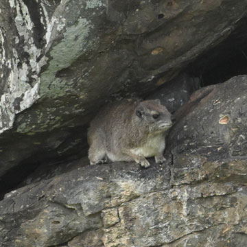 hyrax