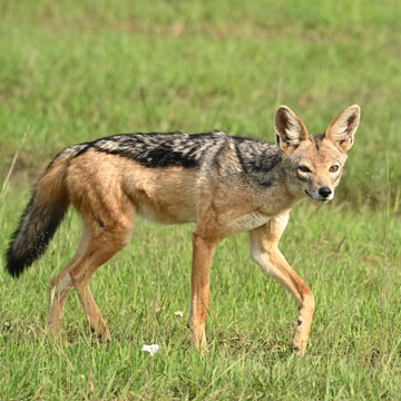 jackal