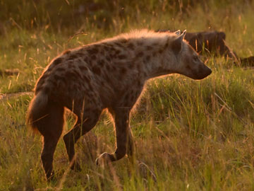 hyena