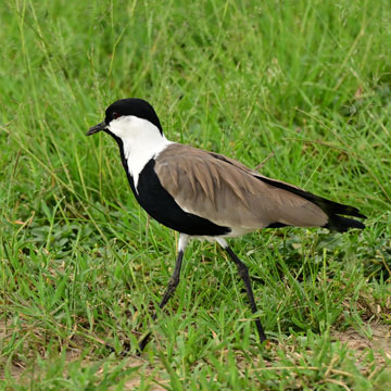 blacksmith plover