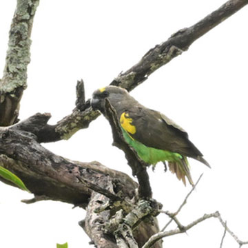 Meyer's parrot