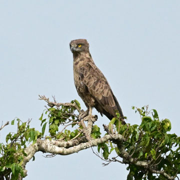 brown snake eagle