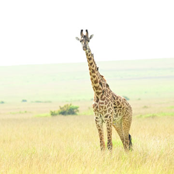 giraffe