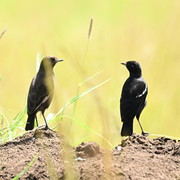 Southern Ground Flycatcher