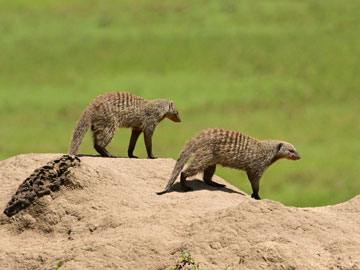 mongoose