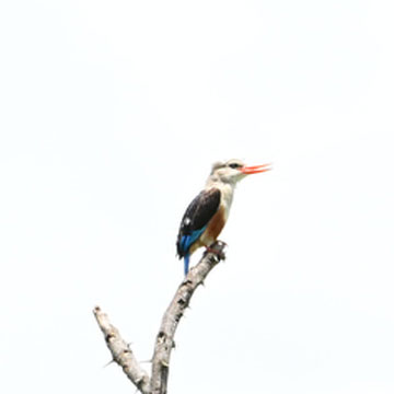 Grey backed kingfisher