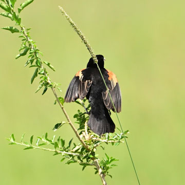 red bishop
