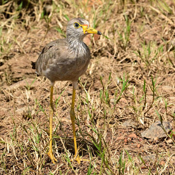 Wattled plover