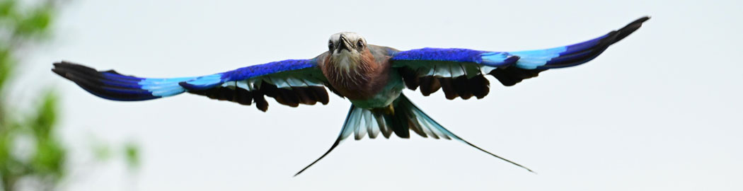 lilac breasted roller
