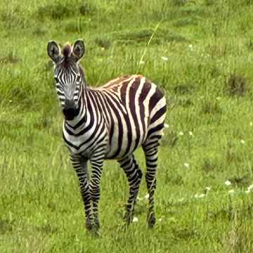 zebra