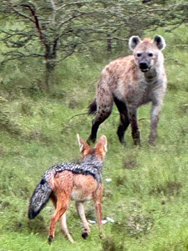 jackal and hyena