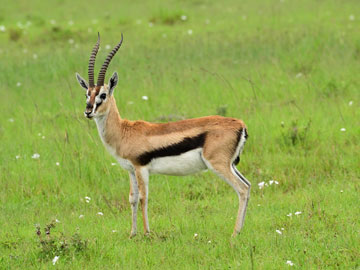 Thomson's gazelle