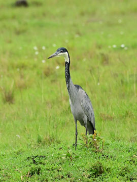 heron