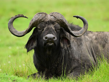 buffalo