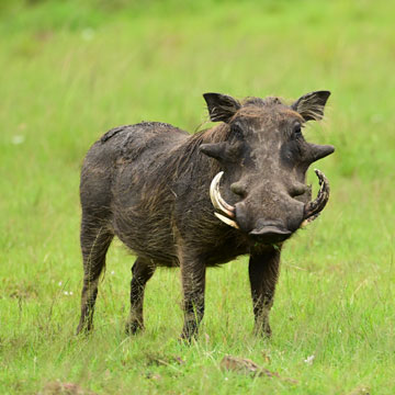 warthog